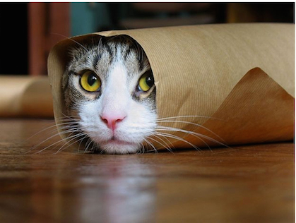 burrito cat